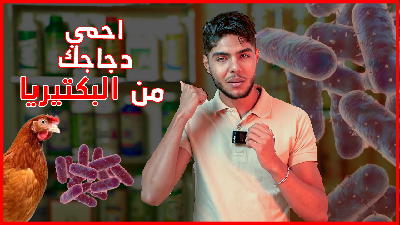 كيفاش تعرف وتحمي دجاجك من العدوى البكتيرية